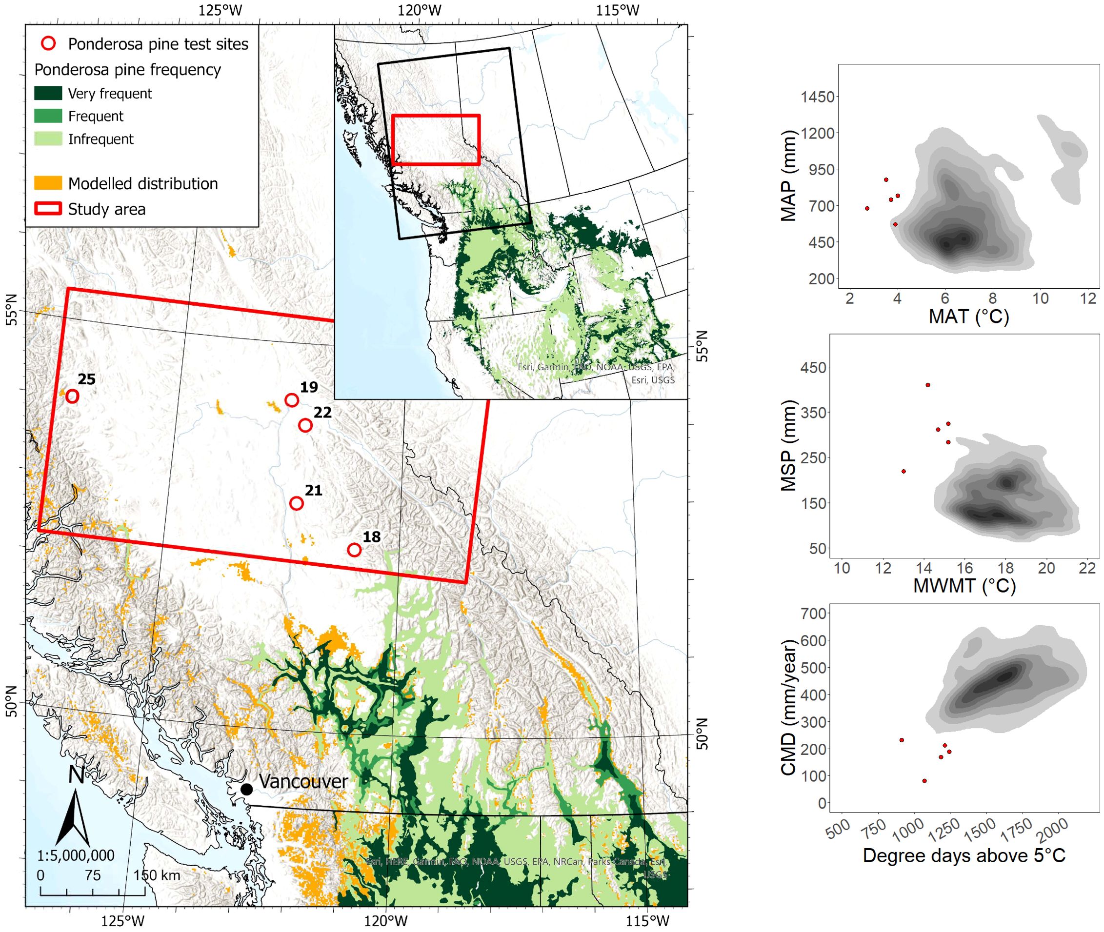 Map and graphs illustrating Ponderosa pine distribution and test sites in British Columbia and Alberta, Canada. The map shows site locations in a red box, overlapping areas of varying pine frequencies and modeled distribution. Graphs depict relationships between climate variables and degree days above 5°C, including mean annual temperature (MAT), mean summer precipitation (MSP), and cumulative moisture deficit (CMD).