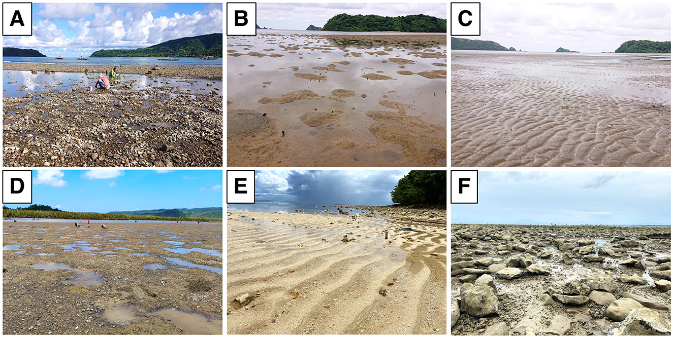 A collage of six images labeled A to F, depicting coastal landscapes with tidal flats. A: People collecting on a rocky shore with hills in the background. B: Muddy terrain with scattered pools of water under a cloudy sky. C: Rippled sand leading to distant islands. D: Expansive muddy flat with scattered water pools and hills beyond. E: Sandy beach with distinct ripples, bordered by a forest. F: Rocky shore with tidal pools and a hazy horizon.