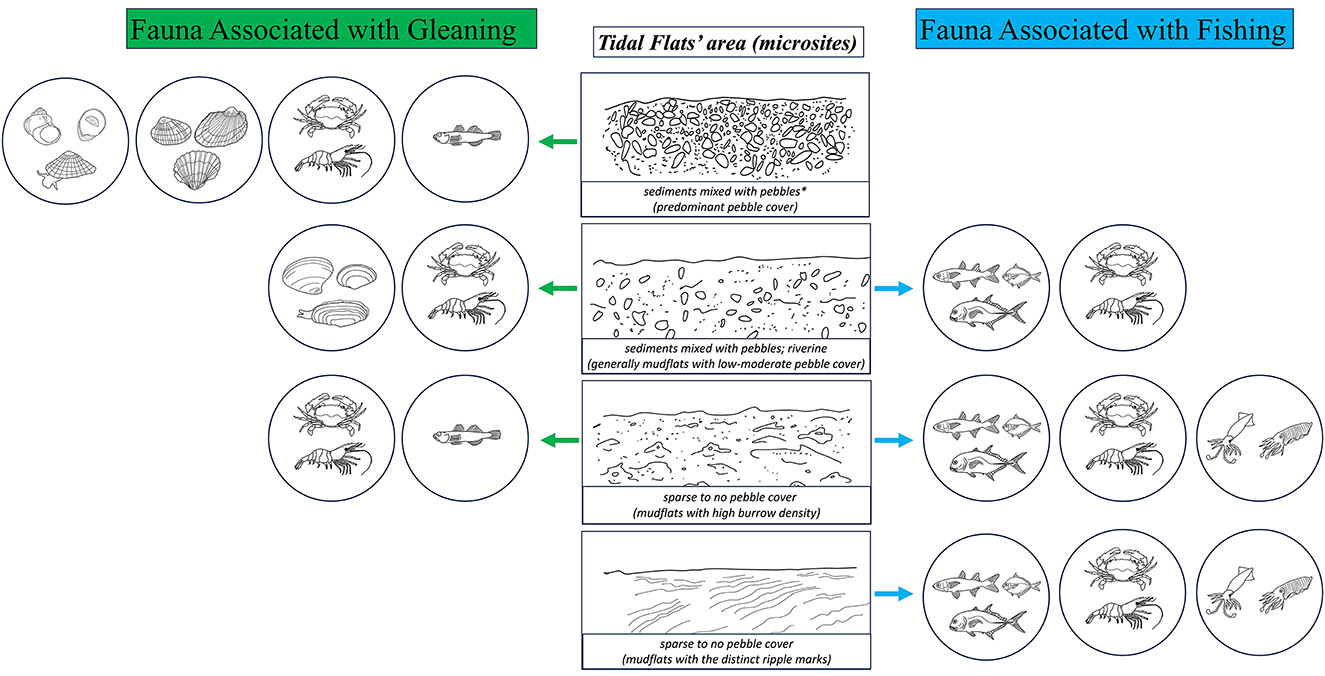 Diagram illustrating the relationship between tidal flat microsites and associated fauna. On the left, fauna associated with gleaning include various shellfish and crabs. The central column describes four microsites: sediments with pebbles, riverine sediments, mudflats with burrows, and mudflats with ripple marks. On the right, fauna associated with fishing include fish, crabs, and shrimp. Green arrows point from microsites to gleaning fauna, while blue arrows extend to fishing fauna. The diagram highlights differing fauna types in response to specific tidal flat conditions.