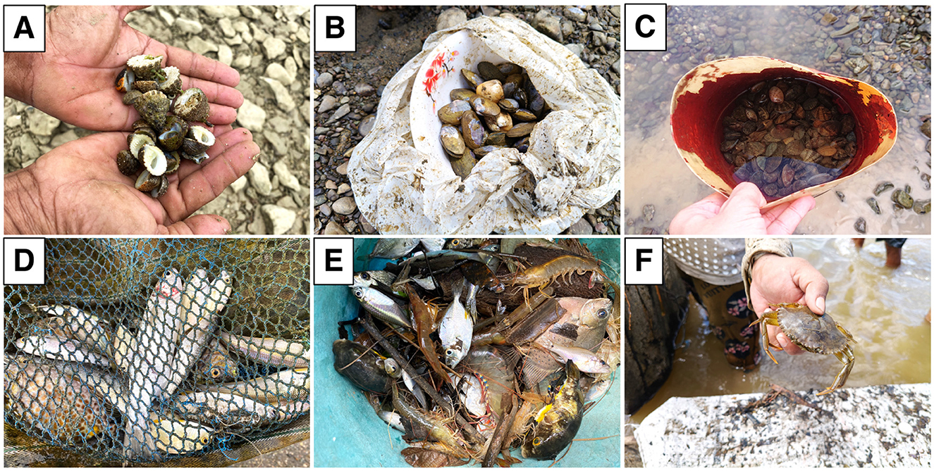 A set of six images labeled A to F. Image A shows a person holding small snails or shells. Image B displays a cloth holding various small shells. Image C depicts a container filled with water and shells held over a riverbed. Image D features a fishing net containing several fish. Image E shows a bucket with various fish and crustaceans. Image F captures a person holding a crab near water.