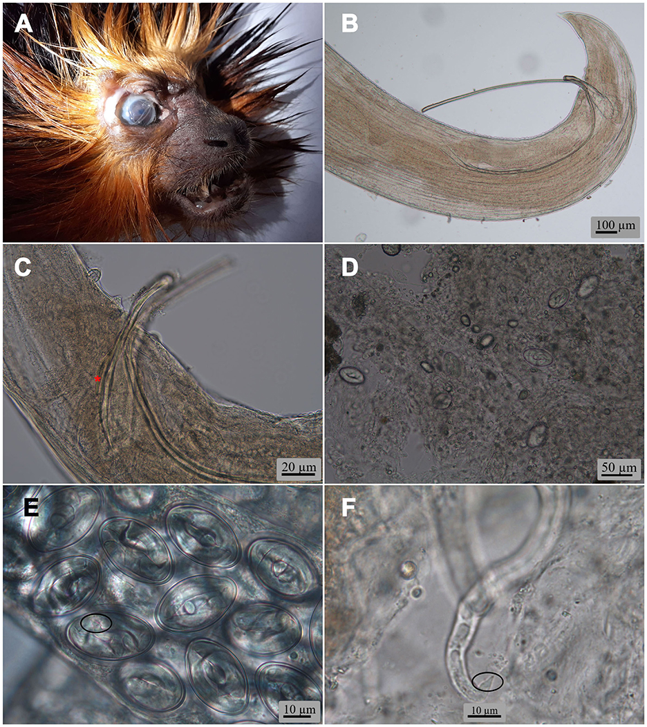 Panel A shows a close-up of a mammal's face with distinctive fur and a visible eye. Panel B displays a curved structure under a microscope marked at one hundred micrometers. Panel C highlights elongated microscopic structures marked at twenty micrometers. Panel D depicts a field with several round formations marked at fifty micrometers. Panel E focuses on densely packed, circular structures marked at ten micrometers. Panel F presents a single, long, thin structure under a microscope marked at ten micrometers.