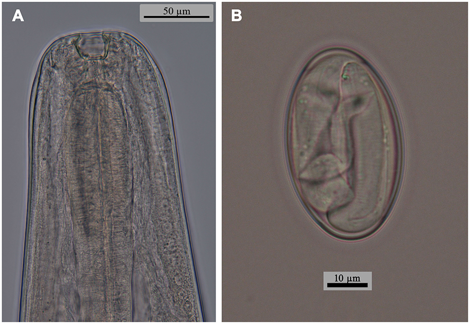 Panel A shows a microscopic close-up of a nematode's head with visible internal structures. Panel B depicts an oval-shaped nematode egg with discernible internal features. Both images include scale bars for size reference.