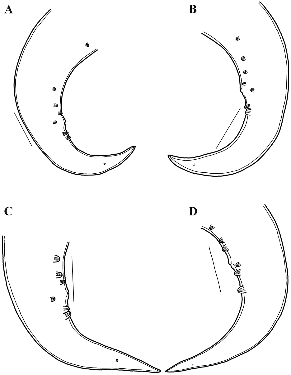Illustration of four mandibles labeled A, B, C, and D, each displaying different arrangements and sizes of teeth along a curved jawline. The mandibles vary slightly in curvature and tooth placement, providing a comparison of dental structures.