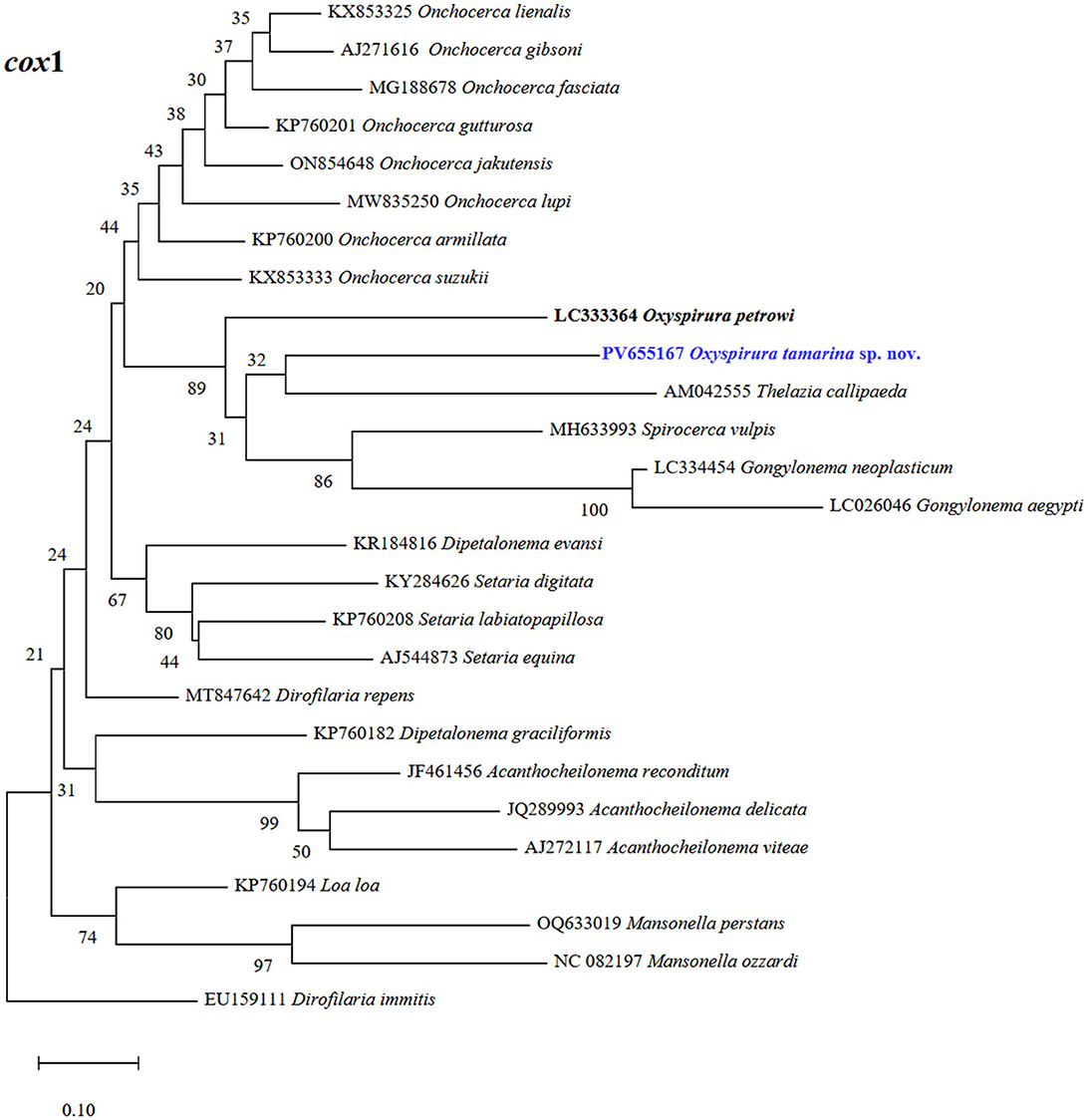 Phylogenetic tree of the cox1 gene showing relationships among various species of filarial and related nematode parasites. The tree includes Onchocerca, Oxysprirura, Thelazia, Setaria, Dirofilaria, and others, with bootstrap values indicating support. Oxysprirura tamarina sp. nov. is highlighted in blue. The scale bar represents genetic distance.