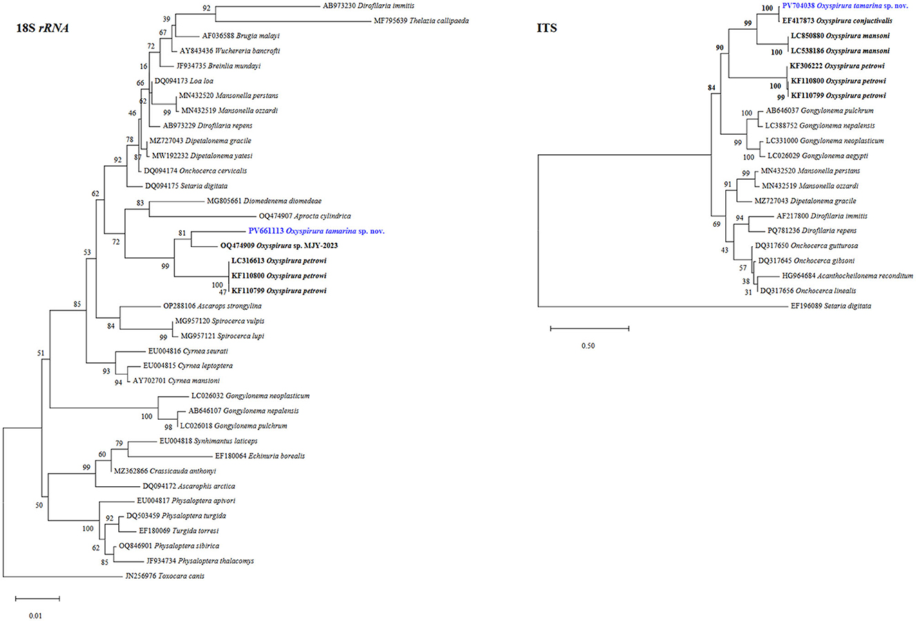 Phylogenetic tree diagrams comparing 18S rRNA and ITS sequences. The 18S rRNA tree on the left shows relationships among various species, with key clades labeled and branch support values indicated. The ITS tree on the right displays a similar comparative setup. Both trees highlight a species labeled as “Oxyspirura tomarina sp. nov.” in blue. The scale bars at the bottom provide a reference for genetic distance.