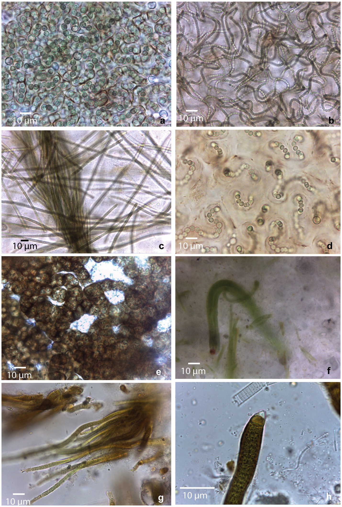 Microscopic images of various cyanobacteria showing different structures and formations. Each panel, labeled a through h, displays unique cellular arrangements and filamentous structures. The scale bars indicate a measurement of 10 micrometers.
