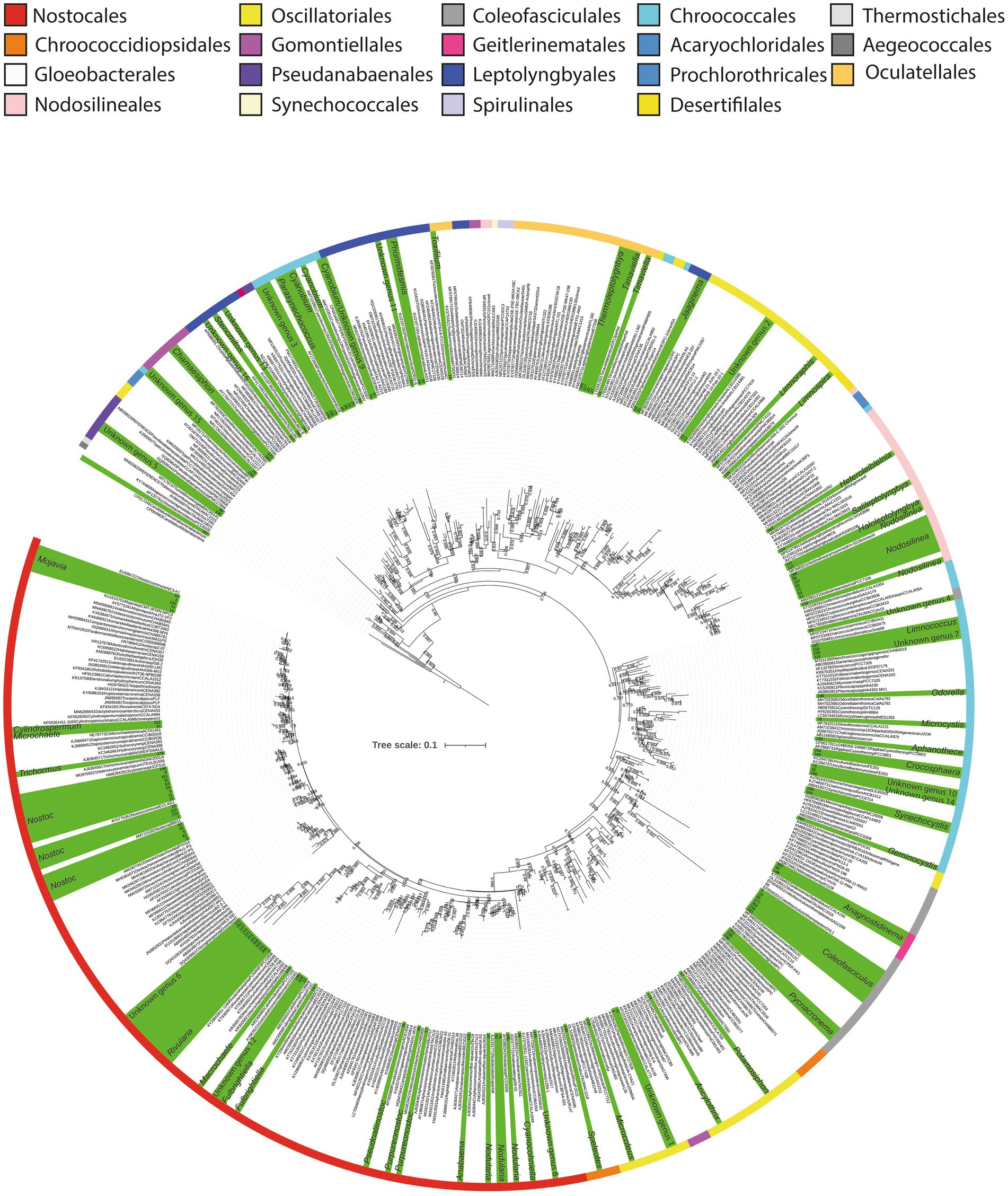 Circular phylogenetic tree showing relationships among various bacterial orders, each colored differently. The legend identifies colors representing orders such as Nostocales in red and Oscillatoriales in yellow. Tree scale is 0.1.