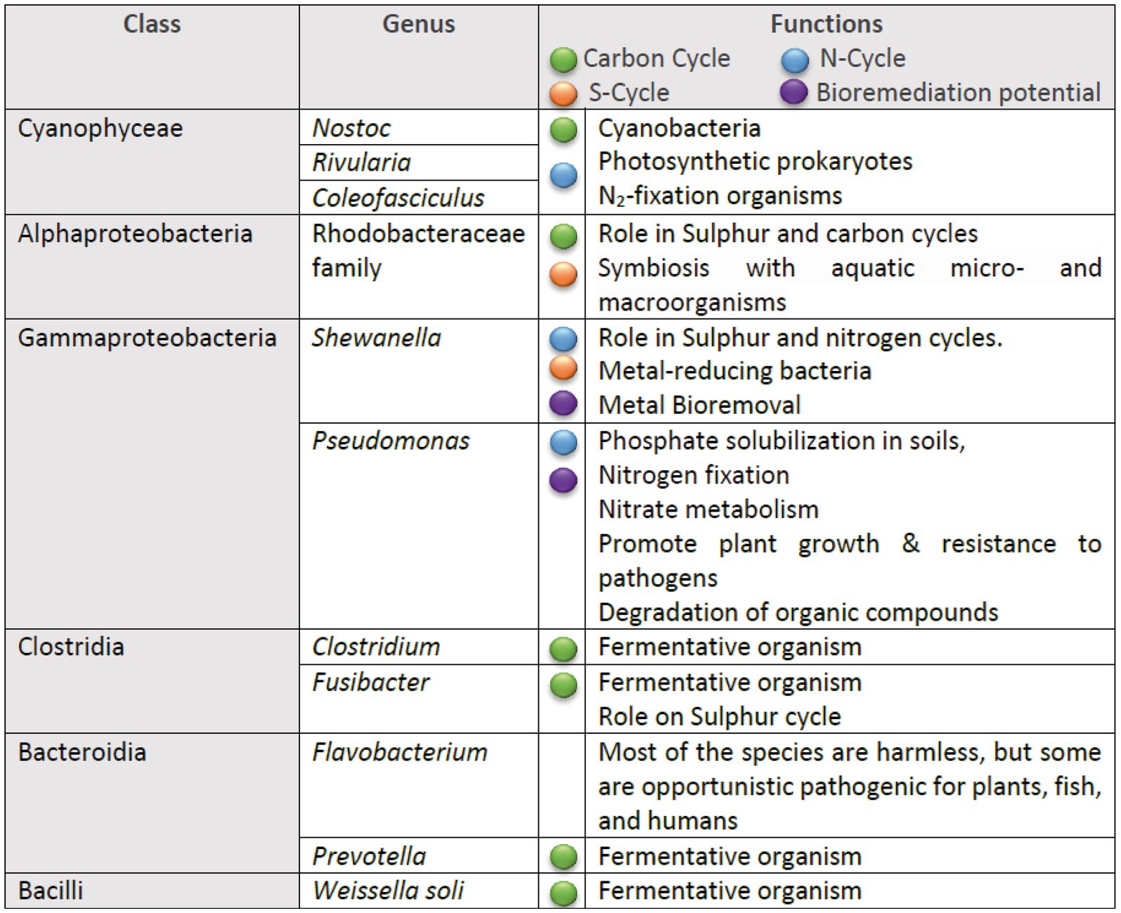Table showing different bacterial classes, genera, and their functions. Cyanophyceae includes Nostoc and Rivularia, involved in carbon and nitrogen cycles. Alphaproteobacteria, like Rhodobacteraceae, participate in sulfur and carbon cycles. Gammaproteobacteria, such as Shewanella and Pseudomonas, are associated with nitrogen cycles and bioremediation. Clostridia and Bacilli include Clostridium and Weissella soli, noted for fermentation. Bacteroidia like Flavobacterium and Prevotella, are mostly harmless but can be pathogenic. Functions are denoted by colored circles for cycles and bioremediation.