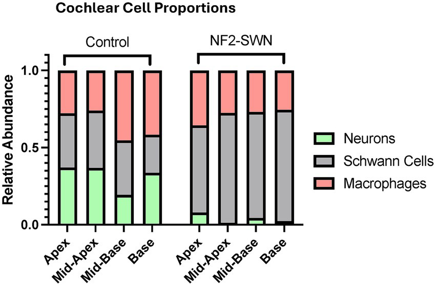 Stacked bar chart showing cochlear cell proportions in control and NF2-SWN groups across four regions: apex, mid-apex, mid-base and base. Neurons, Schwann cells and macrophages are represented by green, gray and red bars respectively. In NF2-SWN samples compared to controls, proportion of neurons was significantly decreased, proportion of Schwann cells was significantly increased, and no significant change in proportion of macrophages was seen.