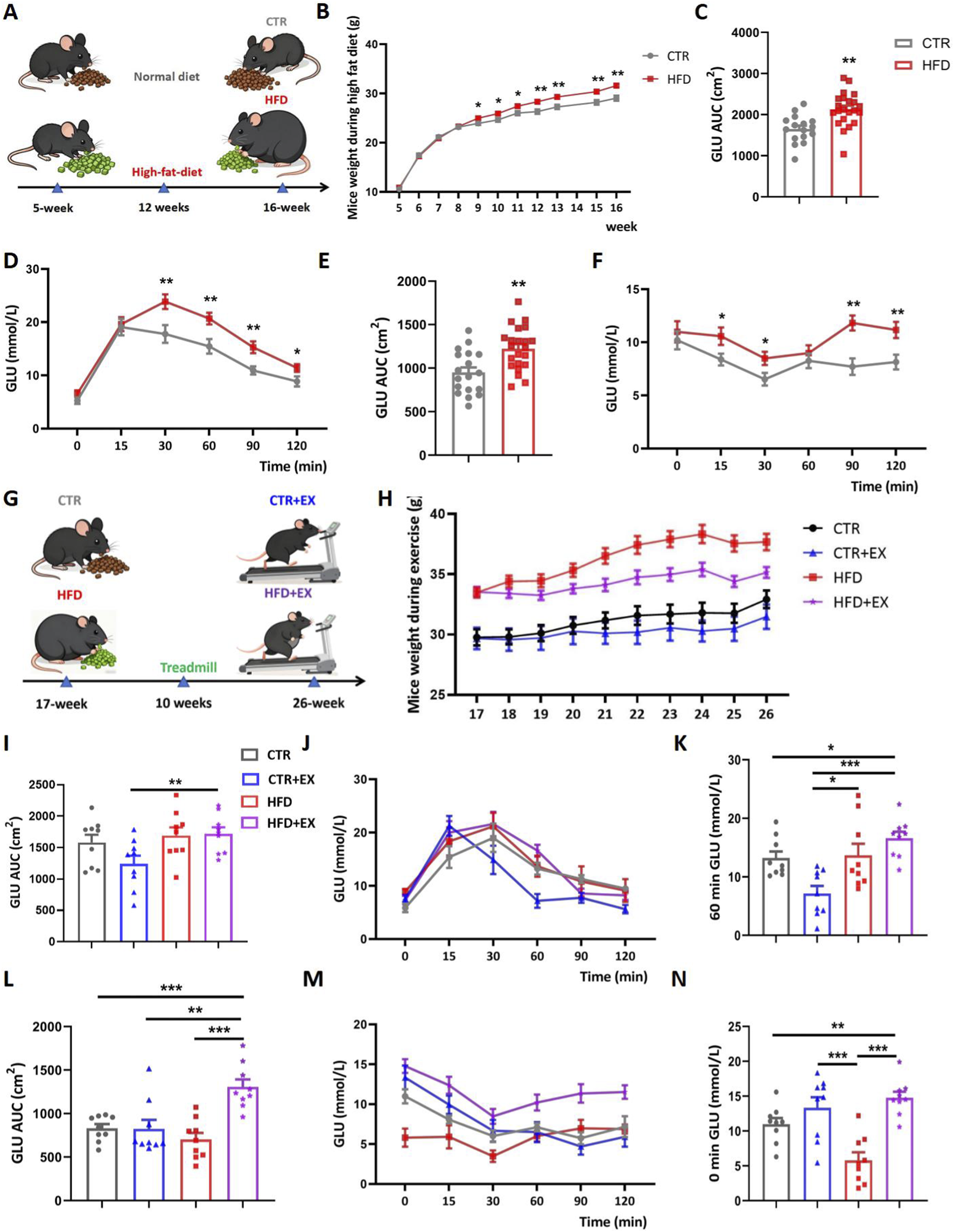 Illustration depicting a series of experiments on mice related to diet, exercise, and glucose levels. Panel A shows the timeline of normal and high-fat diets (HFD) over 16 weeks. Panel B shows increased weight in HFD mice. Panel C shows higher glucose area under the curve (AUC) in HFD mice. Panel D presents glucose levels over time, showing higher levels in HFD mice. Panel E repeats glucose AUC data. Panel F shows glucose levels at different times. Panel G illustrates mice exercising on treadmills. Panel H shows weight changes during exercise. Panels I through N contain additional glucose and weight data comparing different groups. Statistical significance is marked with asterisks.