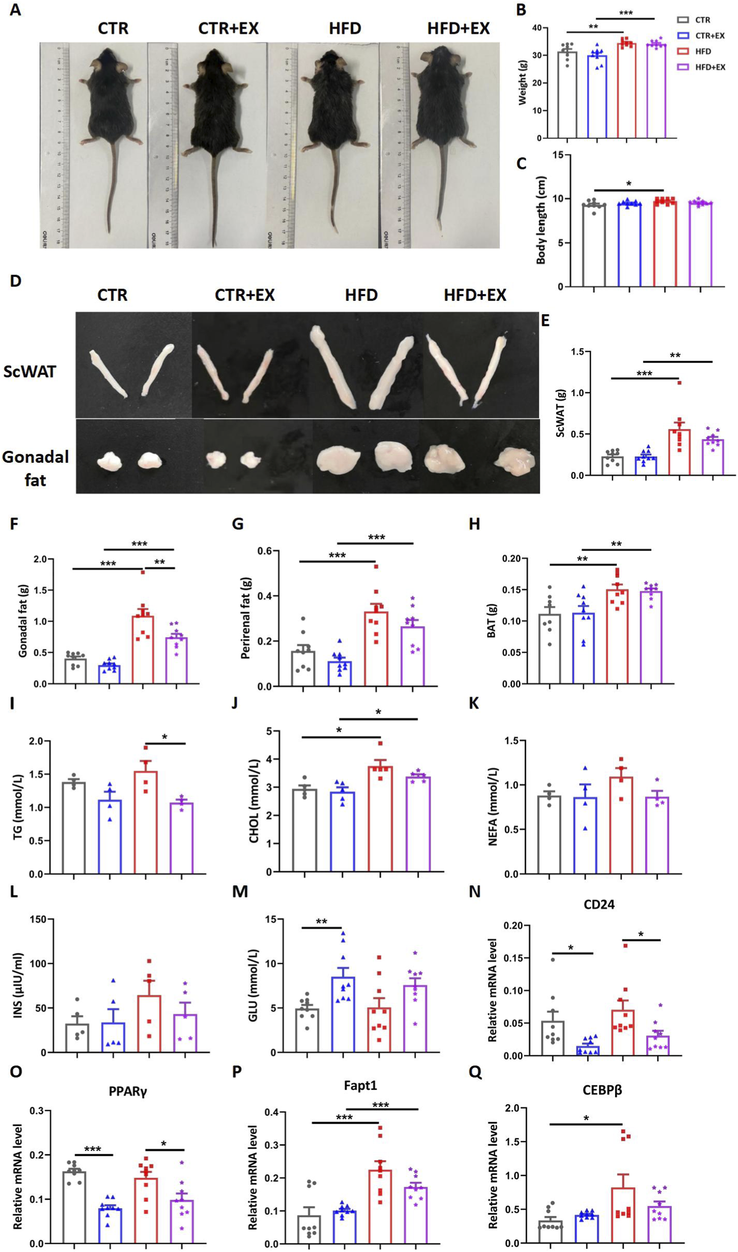 Four panels labeled A, D, B, C show mice and fat measurements under different conditions: Control (CTR), Control with exercise (CTR+EX), High-fat diet (HFD), and High-fat diet with exercise (HFD+EX). Panel A depicts mice of each group. Panel D shows subcutaneous and gonadal fat comparisons. Graphs B to E illustrate weight, length, and fat measurements, with statistical annotations. Additional graphs F to Q display fat types, triglycerides, cholesterol, insulin, glucose, and mRNA levels for genes like CD24, PPARγ, Fapt1, CEBPβ, indicating varied metabolic impacts across groups.