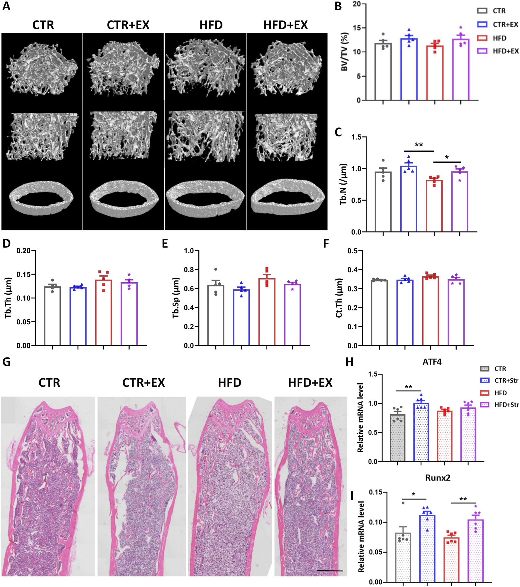 Micro-CT images and graphs display bone analysis under different conditions: CTR, CTR+EX, HFD, and HFD+EX. 3D reconstructions show varying bone structures. Graphs depict measurements of bone volume fraction (BV/TV), trabecular number (Tb.N), trabecular thickness (Tb.Th), trabecular separation (Tb.Sp), and cortical thickness (Ct.Th). H&E stained histological images display bone sections. Bar charts indicate mRNA levels of ATF4 and Runx2 genes associated with osteogenesis. Measurements reveal differences across the experimental groups.