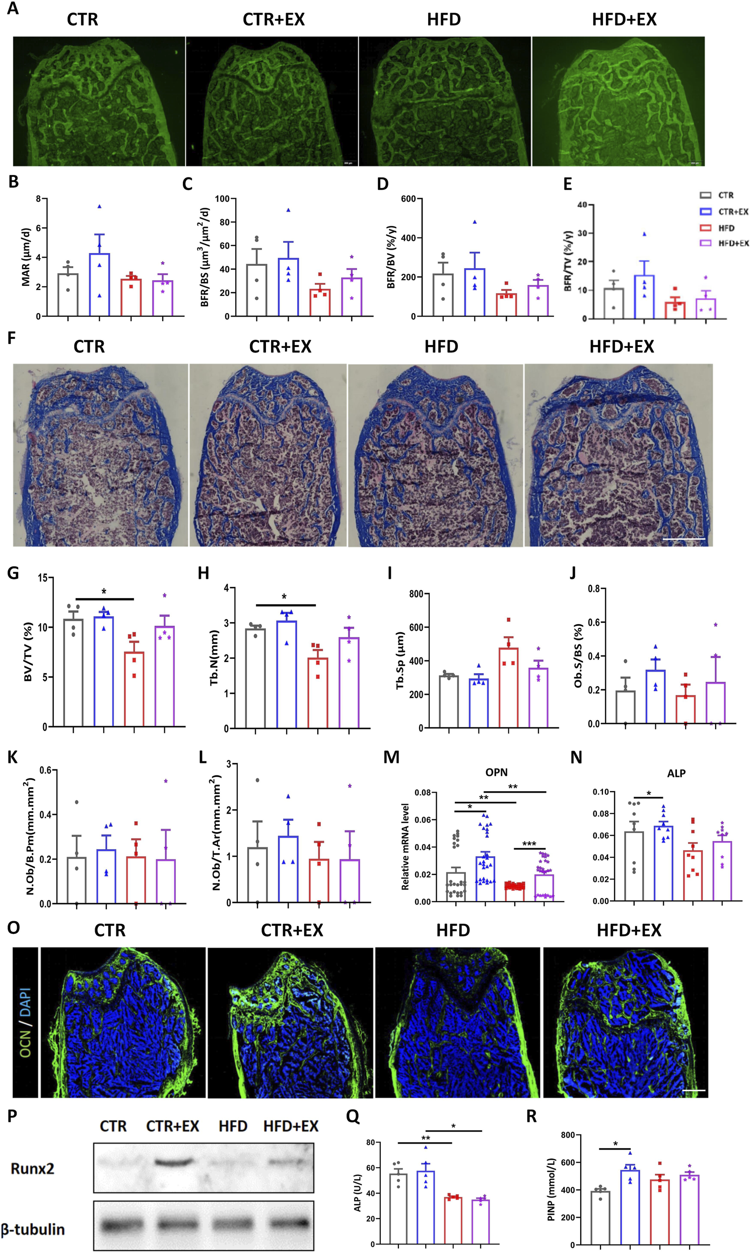 Microscopic images and graphs depict various experimental groups: CTR, CTR+EX, HFD, and HFD+EX. Panel A shows fluorescent staining of tissue samples. Panels B-E and G-R present bar graphs comparing metrics such as MAR, BFR, BV/TV, and others across groups, with statistical significance indicated. Panel F displays stained histological sections. Panel O shows further stained sections with DAPI and CCN markers. Panel P displays Western blot results for Runx2 and β-tubulin across the groups. Statistical symbols such as asterisks indicate significance levels.