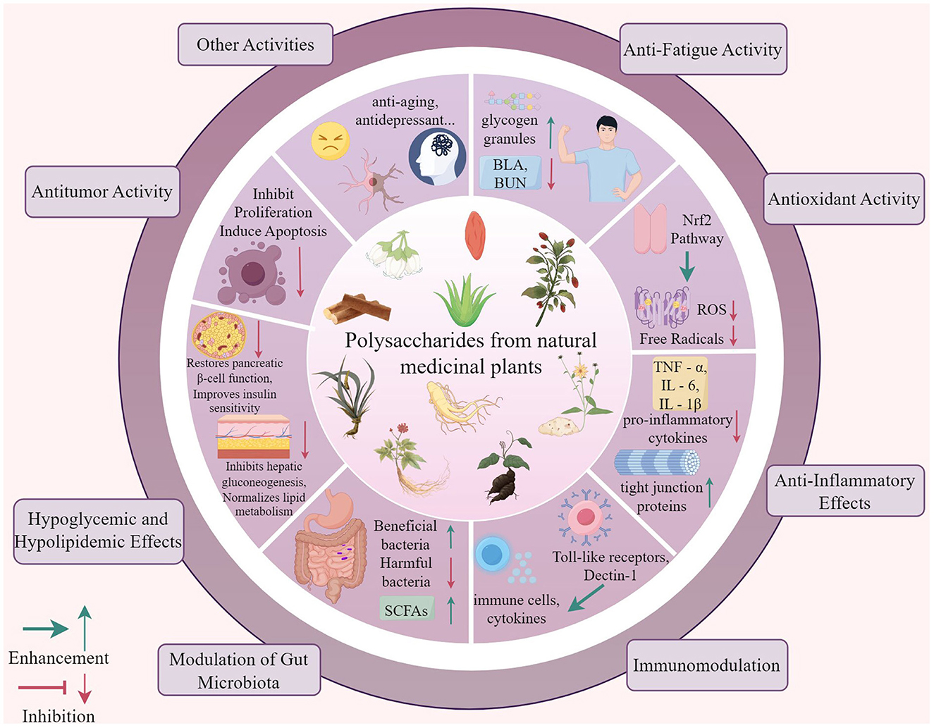 Diagram illustrating the biological activities of polysaccharides from natural medicinal plants. Central circle lists plant images. Surrounding sections describe effects: antitumor, anti-fatigue, antioxidant, anti-inflammatory, hypoglycemic, hypolipidemic, modulation of gut microbiota, and immunomodulation. Arrows indicate enhancement or inhibition of various functions, like cytokines, insulin sensitivity, and inflammatory responses.