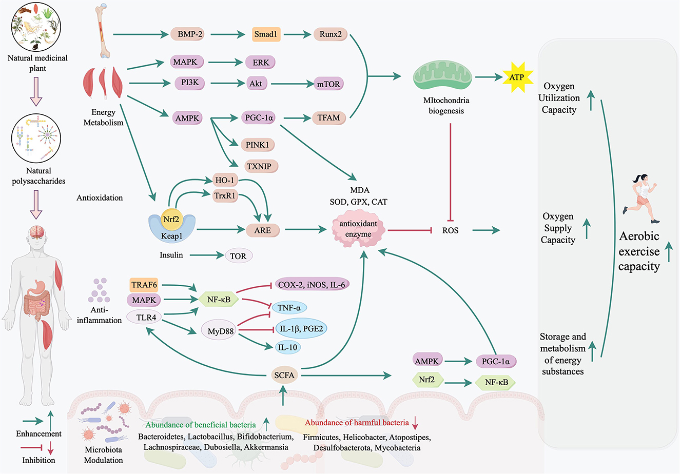 Diagram illustrating how natural polysaccharides from medicinal plants affect energy metabolism, antioxidation, and anti-inflammation pathways. These processes enhance mitochondrial biogenesis, leading to increased ATP production and improved aerobic exercise capacity. The roles of AMPK, PGC-1α, Nrf2, NF-κB, and the microbiota modulation in these pathways are shown.