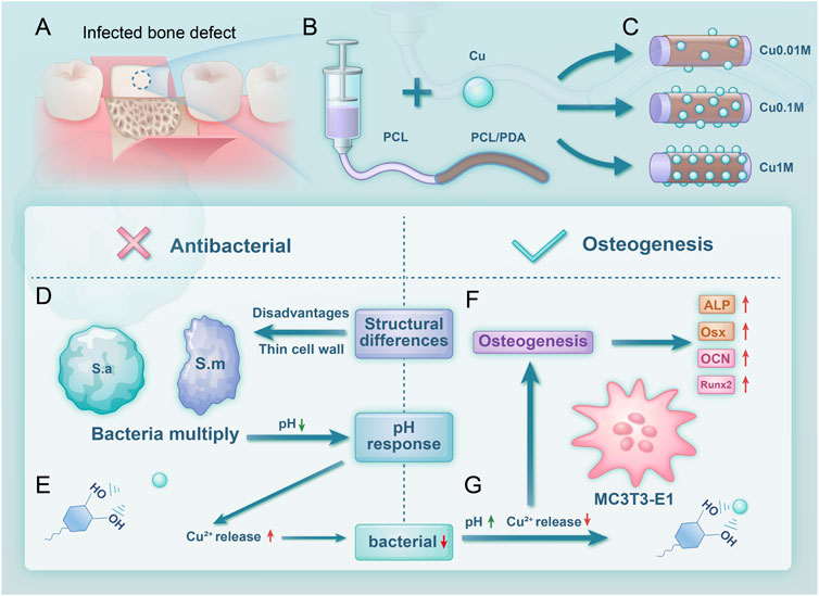 Illustration depicting a process for treating infected bone defects. Panel A shows the infected bone area. Panel B illustrates the combination of polylactic acid (PCL) with polydopamine (PDA) and copper. Panel C shows different concentrations of copper used for treatment. The antibacterial effect is compared to osteogenesis, highlighting structural differences and pH responses. Panel D describes bacterial multiplication and the effect of pH on bacterial activity. Panel F focuses on osteogenesis, with pathways and markers like ALP, Osx, OCN, and Runx2. Panel G highlights pH and copper release's role in bacterial reduction, connecting to osteogenesis.