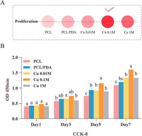 Diagram and bar graph showing cell proliferation across various conditions. In part A, five red circles represent PCL, PCL/PDA, Cu 0.01M, Cu 0.1M, and Cu 1M, with a checkmark above Cu 0.1M indicating highest proliferation. Part B displays a bar graph with OD 450nm on the Y-axis and days on the X-axis, comparing PCL, PCL/PDA, Cu 0.01M, Cu 0.1M, and Cu 1M across Day 1, Day 3, Day 5, and Day 7. Cu 0.1M shows the highest values on Day 7. Error bars and statistical significance letters are included.
