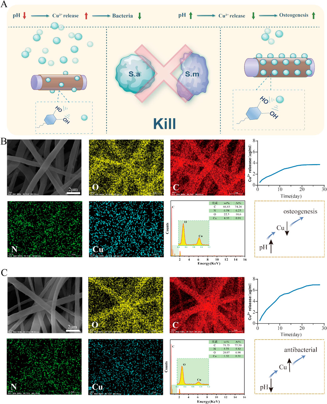 Illustration showing three panels labeled A, B, and C. Panel A depicts a mechanism for killing bacteria with copper release from a structure, indicating effects on pH, bacteria reduction, and osteogenesis. Panels B and C contain microscopic images of fiber structures with color-coded element distribution maps for oxygen, carbon, nitrogen, and copper. Energy-dispersive X-ray spectroscopy (EDS) graphs display elemental peaks, and line graphs show copper release over time. Insets demonstrate the correlation between pH changes, copper release, and antibacterial or osteogenesis effects.