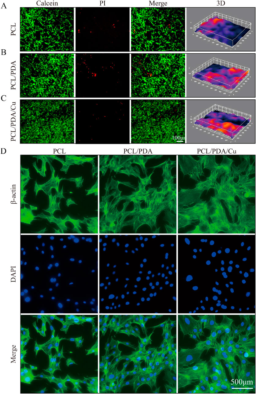 Fluorescence microscopy images show different treatments on cell samples labeled as PCL, PCL/PDA, and PCL/PDA/Cu. Panels A to C illustrate Calcein and PI staining with merged images and 3D projections. In panel D, β-actin and DAPI staining highlight cellular structure and nuclei. Each treatment shows distinct patterns and intensities of fluorescence, indicating variations in cell viability and morphology. Scale bars are included for reference.