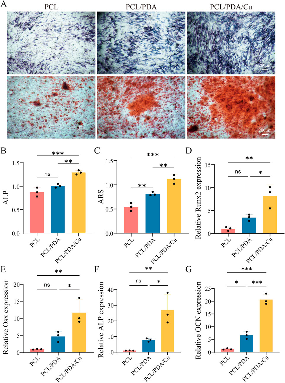 Panel A shows microscopy images of cell cultures with different treatments: PCL, PCL/PDA, and PCL/PDA/Cu, displaying varying levels of staining. Panels B to G present bar graphs comparing ALP, ARS, and gene expression levels (Runx2, Osx, ALP, OCN) across the three treatments, with statistical significance indicated by asterisks. The PCL/PDA/Cu group consistently shows higher values. Scale bars denote 200 micrometers.