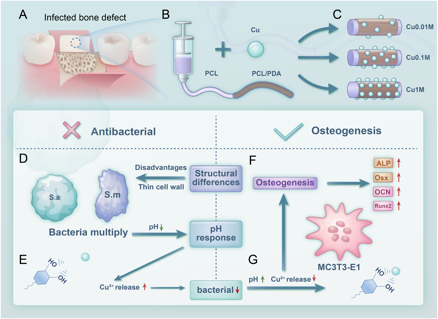 Illustration depicting a process for treating infected bone defects. Panel A shows the infected bone area. Panel B illustrates the combination of polylactic acid (PCL) with polydopamine (PDA) and copper. Panel C shows different concentrations of copper used for treatment. The antibacterial effect is compared to osteogenesis, highlighting structural differences and pH responses. Panel D describes bacterial multiplication and the effect of pH on bacterial activity. Panel F focuses on osteogenesis, with pathways and markers like ALP, Osx, OCN, and Runx2. Panel G highlights pH and copper release's role in bacterial reduction, connecting to osteogenesis.