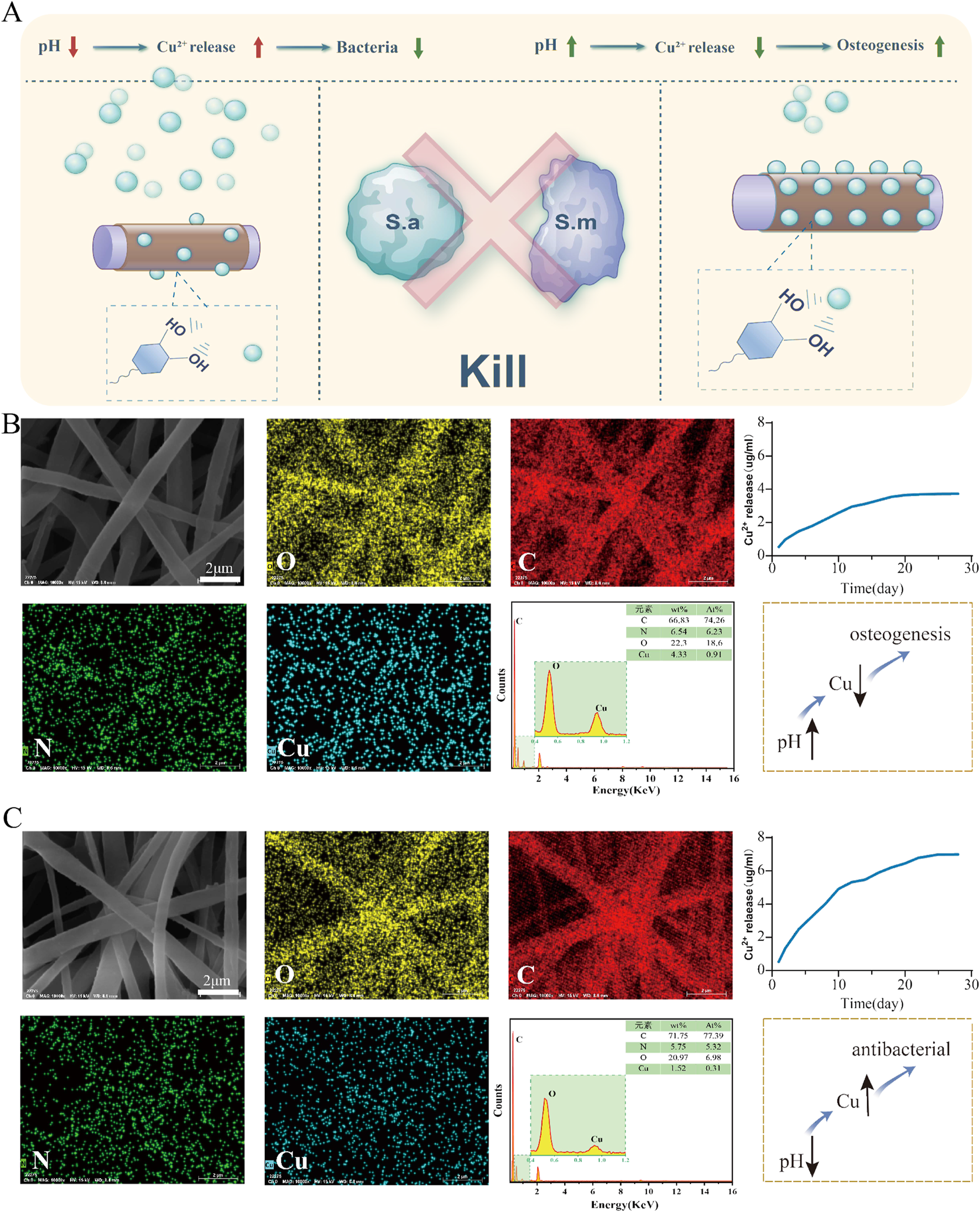 Illustration showing three panels labeled A, B, and C. Panel A depicts a mechanism for killing bacteria with copper release from a structure, indicating effects on pH, bacteria reduction, and osteogenesis. Panels B and C contain microscopic images of fiber structures with color-coded element distribution maps for oxygen, carbon, nitrogen, and copper. Energy-dispersive X-ray spectroscopy (EDS) graphs display elemental peaks, and line graphs show copper release over time. Insets demonstrate the correlation between pH changes, copper release, and antibacterial or osteogenesis effects.