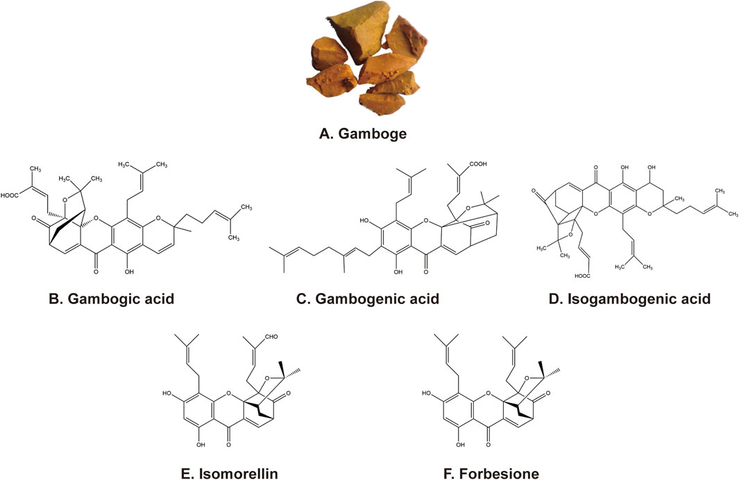 Illustration of gamboge and its related chemical structures. At the top is an image of gamboge resin. Below are chemical structures labeled B to F: Gambogic acid, Gambogenic acid, Isogambogenic acid, Isomorellin, and Forbesione. Each structure shows detailed chemical bonds and molecular configurations.