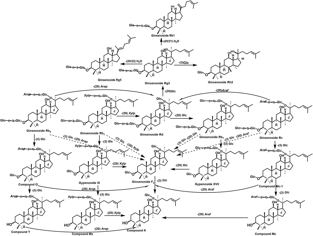 Chemical transformation pathway diagram illustrating the conversion of ginsenosides. The image shows structural formulas of various ginsenosides and related compounds, connected by arrows indicating chemical reactions. Transformations involve hydrolysis, glucosidic bond cleavage, and the addition or removal of sugar moieties such as glucose (Glc), arabinopyranose (Arap), and xylose (Xylp). The diagram captures conversion among ginsenosides Rg5, Rk1, Rg3, Rb2, Rc, Rd, Rh2, and others, leading to compounds like F2, Mc, K, and Y.