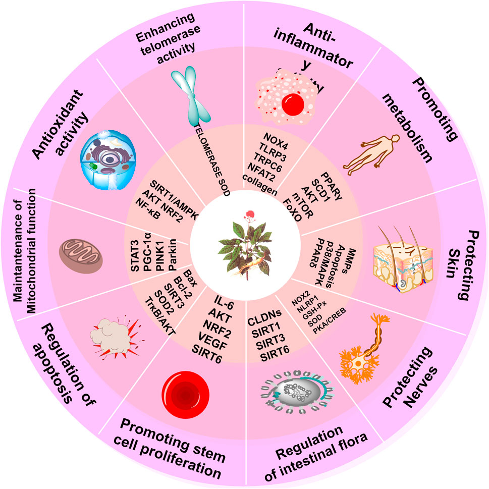 Diagram illustrating health benefits of a plant placed centrally, divided into eight sectors, each representing different functions: antioxidant activity, maintenance of mitochondrial function, regulation of apoptosis, promoting stem cell proliferation, enhancing telomerase activity, anti-inflammatory effects, promoting metabolism, and skin protection. Each sector lists related biological markers and processes with relevant illustrations.