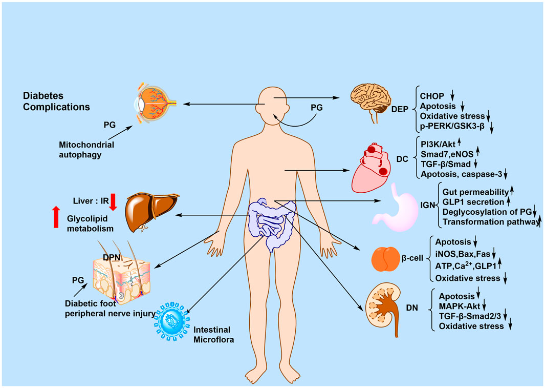 Diagram illustrating diabetes complications affecting various organs and systems: eyes, liver, brain, heart, gastrointestinal tract, pancreatic beta cells, kidneys, and nerves. Labels indicate associated processes like mitochondrial autophagy, oxidative stress, apoptosis, insulin resistance, and intestinal microflora influence on glycoprotein. Arrows show interactions among these organs and pathways.