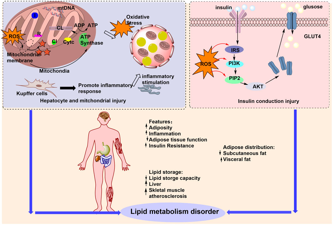 Illustration depicting lipid metabolism disorder. The top sections show mitochondrial injury with oxidative stress and insulin conduction injury, highlighting reactive oxygen species (ROS) impact. The bottom section features a human figure with labeled organs and symptoms, including increased adiposity, inflammation, insulin resistance, and changes in adipose tissue distribution. Arrows indicate the interconnected processes leading to the disorder.