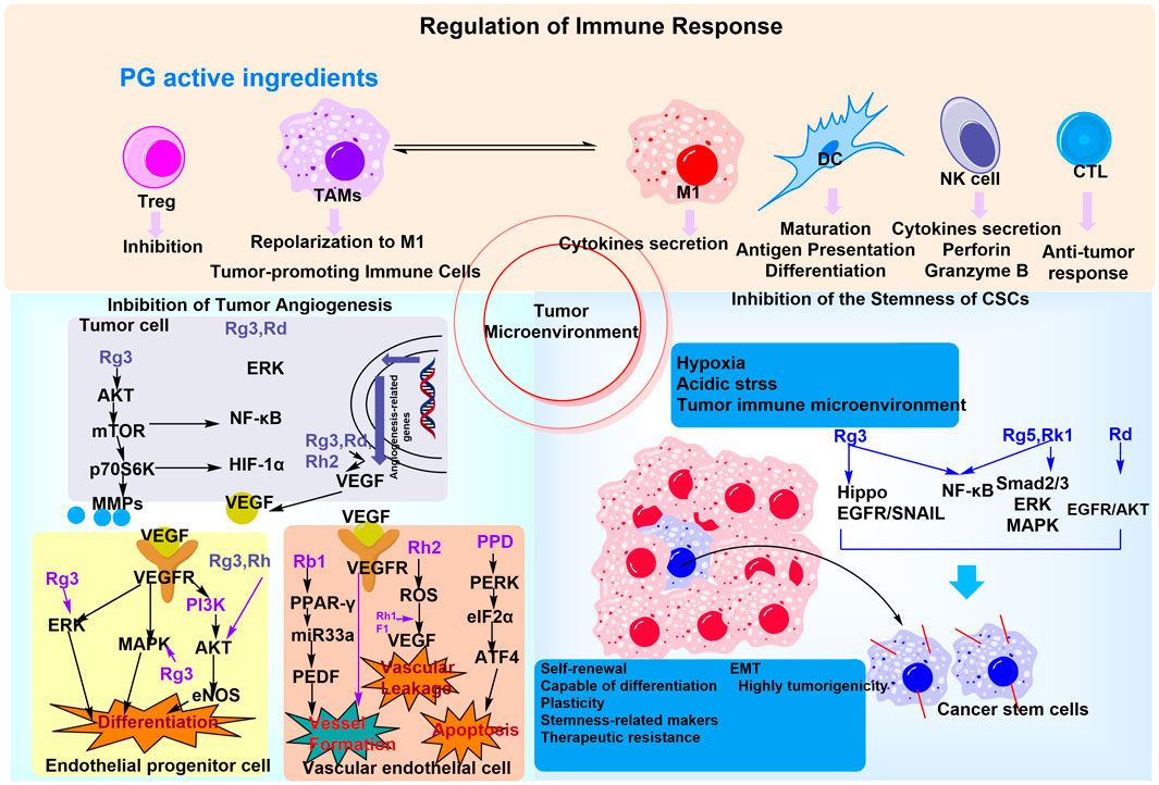 Diagram illustrating the regulation of immune response and tumor microenvironment modulation by PG active ingredients. It shows pathways affecting immune cells like Treg, TAMs, M1, DC, NK cells, and CTLs, highlighting cytokines secretion and antigen presentation. Additionally, it illustrates inhibition of tumor angiogenesis and CSC stemness through pathways involving AKT, ERK, VEGF, and various gene expressions in hypoxia and acidic stress conditions. The interactions and effects on cancer stem cells, endothelial progenitor cells, and vascular endothelial cells are detailed with labels like differentiation, vessel formation, and apoptosis.