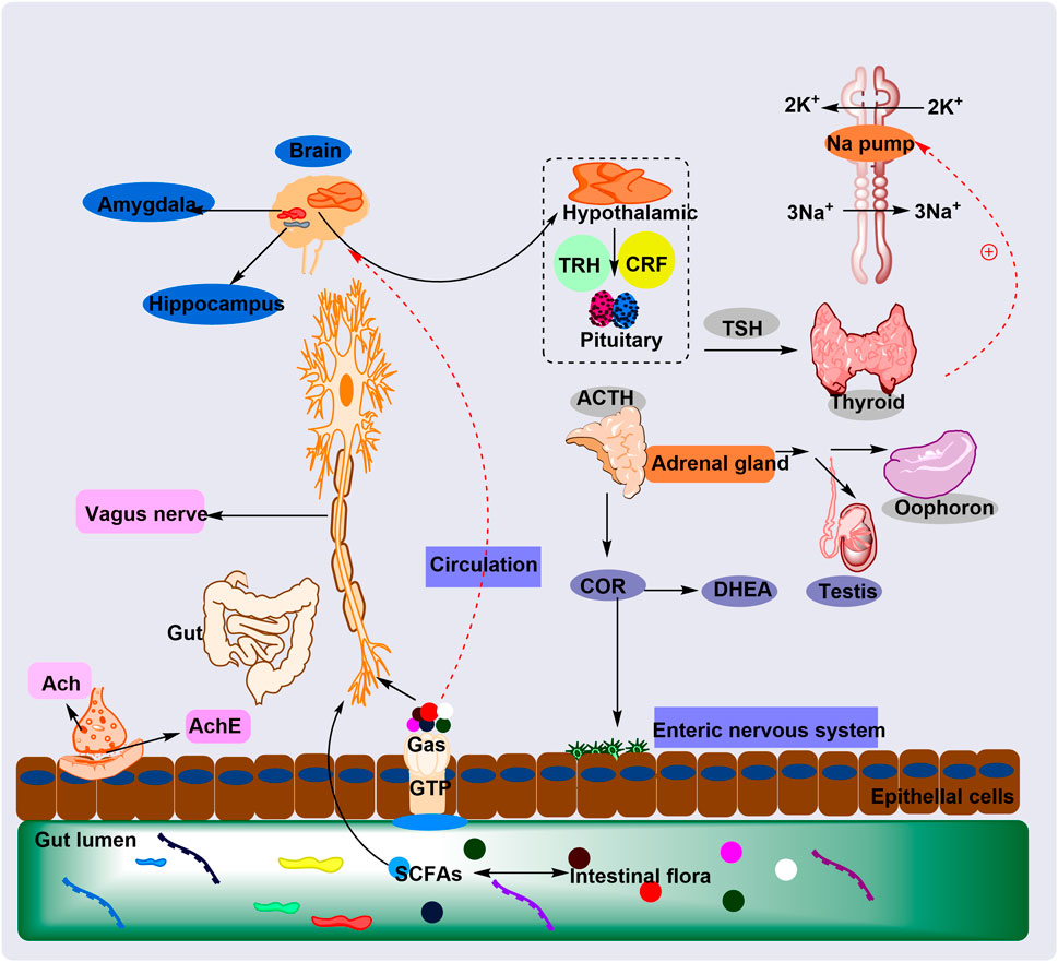 Diagram illustrating the gut-brain axis. It shows connections between the brain (amygdala and hippocampus), vagus nerve, and gut. Key elements include intestinal flora, enteric nervous system, and hormones like TRH, CRF, ACTH, TSH, and COR. The diagram highlights organ interactions such as the adrenal gland, thyroid, testis, and oophoron, and includes processes like the sodium-potassium pump and neurotransmitter activity with acetylcholine. Arrows indicate the flow of signals through circulation and nervous pathways, emphasizing the integration of the endocrine and nervous systems.