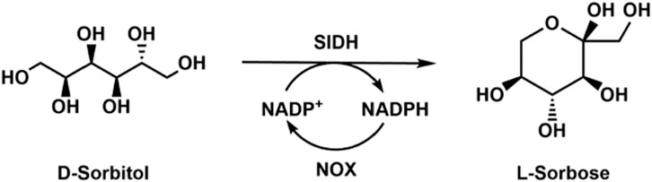 Chemical reaction diagram showing the conversion of D-sorbitol to L-sorbose. The process involves the enzymes SIDH and NOX, with arrows indicating the direction of the reaction. NADP⁺ is reduced to NADPH in the cycle.