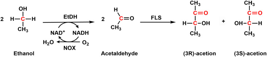 Chemical reaction diagram showing the conversion of ethanol to acetaldehyde using EtDH. Ethanol is depicted with a carbon atom bonded to hydrogen and an OH group. Acetaldehyde, with its carbon-oxygen double bond, is formed. The process involves NAD⁺ and NADH cycle, H₂O, O₂, and NOX. The acetaldehyde further reacts with FLS to form (3R)-acetoin and (3S)-acetoin.