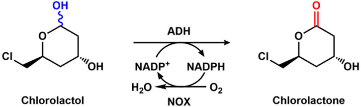 Chemical reaction diagram showing the conversion of chlorolactol to chlorolactone. The reaction involves ADH with NADP⁺ and NADPH as cofactors, and NOX involved with H₂O and O₂. Chlorolactol has an OH group, while chlorolactone has a double-bonded oxygen.