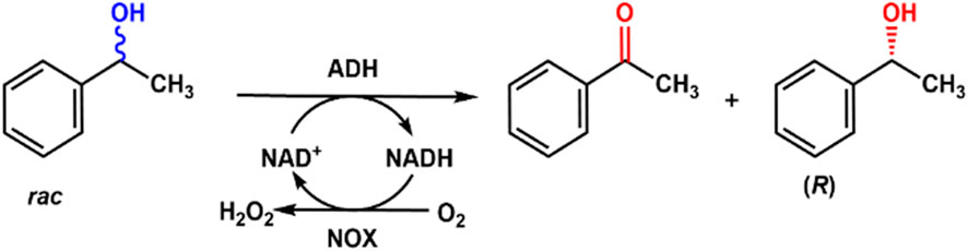 Chemical reaction scheme showing the oxidation of racemic alcohol to a ketone and an enantiomer. Alcohol dehydrogenase (ADH) converts the racemic alcohol to a ketone and an (R)-alcohol. Nicotinamide adenine dinucleotide (NAD+) is reduced to NADH and regenerated by nicotinamide oxidase (NOX) using oxygen to form hydrogen peroxide.