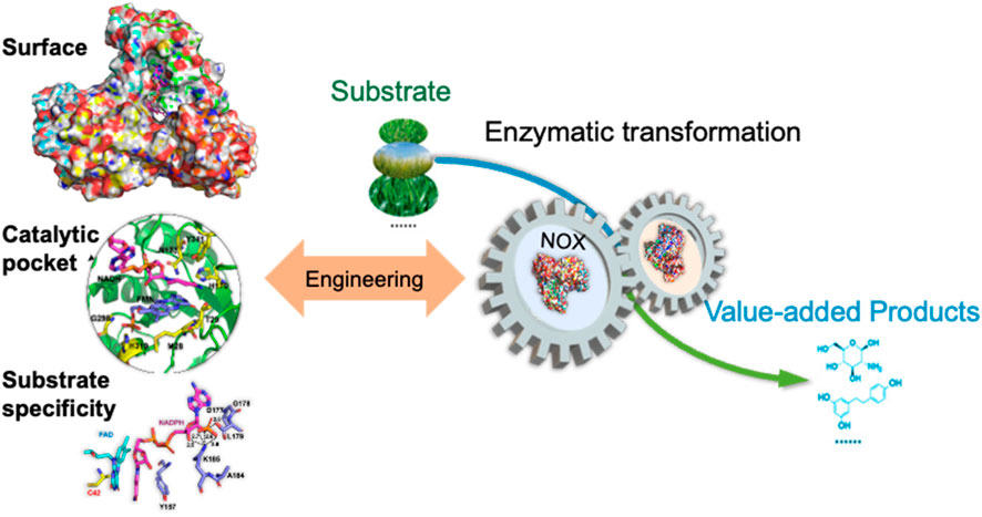 Diagram illustrating enzymatic transformation. A substrate undergoes engineering within a catalytic pocket to enhance substrate specificity. This process involves NOX enzymes, resulting in value-added products. Visual elements include surface and molecular structures.