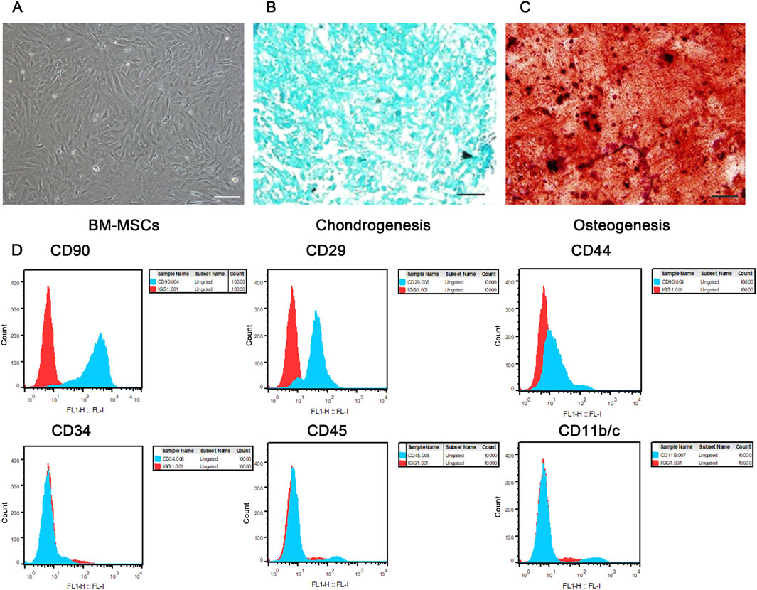 Microscopy and flow cytometry analyses of bone marrow-derived mesenchymal stem cells (BM-MSCs). Image A shows BM-MSCs under a microscope. Image B illustrates chondrogenesis with stained tissue. Image C shows osteogenesis with different staining. Graphs D display flow cytometry results for CD90, CD29, CD44, CD34, CD45, and CD11b/c, with histograms comparing stained and unstained cell populations.