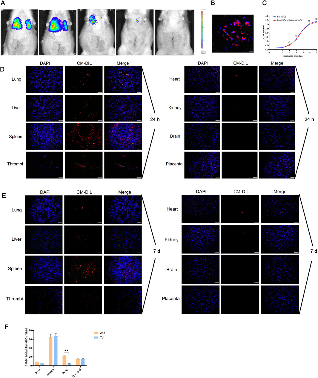 Panel A shows a series of bioluminescent images. Panel B displays cells stained with CM-DIL. Panel C presents a graph of cell growth over time with a visible trend. Panel D includes microscopic images of organ tissues stained with DAPI and CM-DIL at twenty-four hours, showing varying levels of red fluorescence. Panel E depicts similar tissues at seven days, with reduced fluorescence. Panel F illustrates a bar graph comparing CM-DIL intensity across organs at twenty-four hours and seven days, with statistical significance indicated.