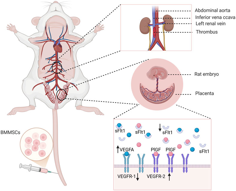 Diagram of a rat showing blood vessels and heart. Insets detail the abdominal area with the aorta, inferior vena cava, left renal vein, and thrombus. Another inset shows a rat embryo and placenta. A third inset illustrates BMMSC injection with molecular components, including VEGFA, PIGF, sFlt1, VEGFR-1, and VEGFR-2, indicating molecular interactions.