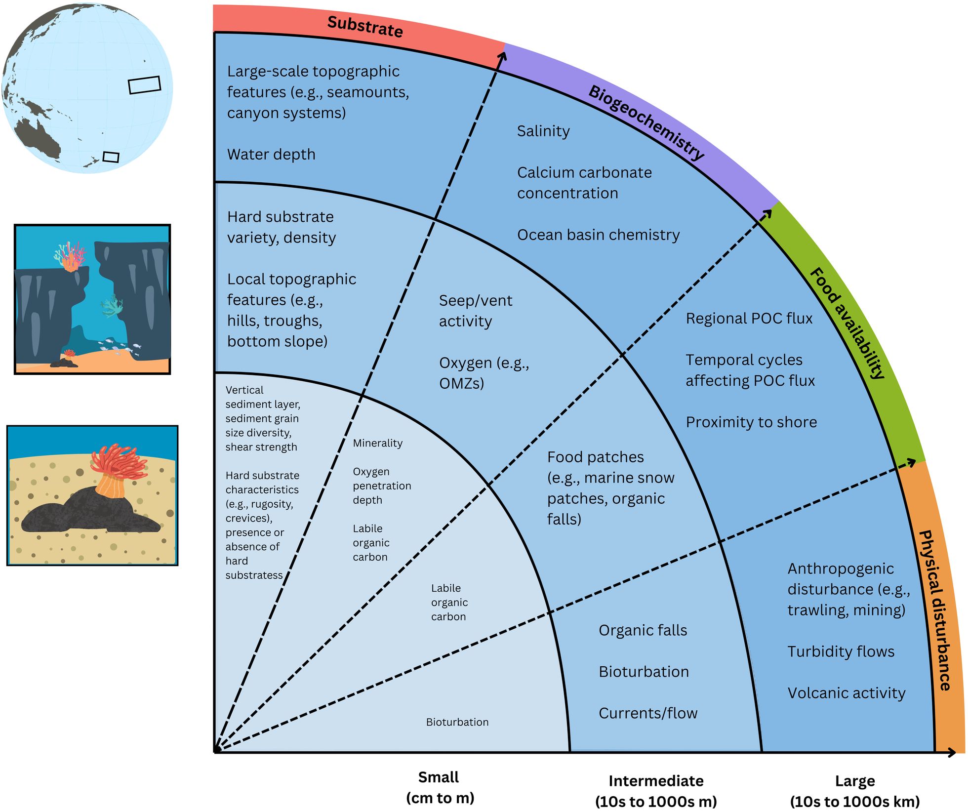 Figure illustrating various factors that influence habitat heterogeneity across spatial scales and according to different categories. The figure is shaped like a quarter circle, and is organized by scale from smaller (centimeters to meters) to larger (kilometers) along the shape’s flat sides, and by variable category (substrate, biogeochemistry, food availability, physical disturbance) along the curved side. The scales are delineated both with text (bottom of figure) and images (left of figure). These images include an anemone attached to a nodule for the smallest scale, a canyon with sealife for the intermediate scale, and a globe indicating different nodule regions for the largest scale. More specific factors that influence habitat heterogeneity are written within the sections of the quarter-circle according to the appropriate spatial scale and category.