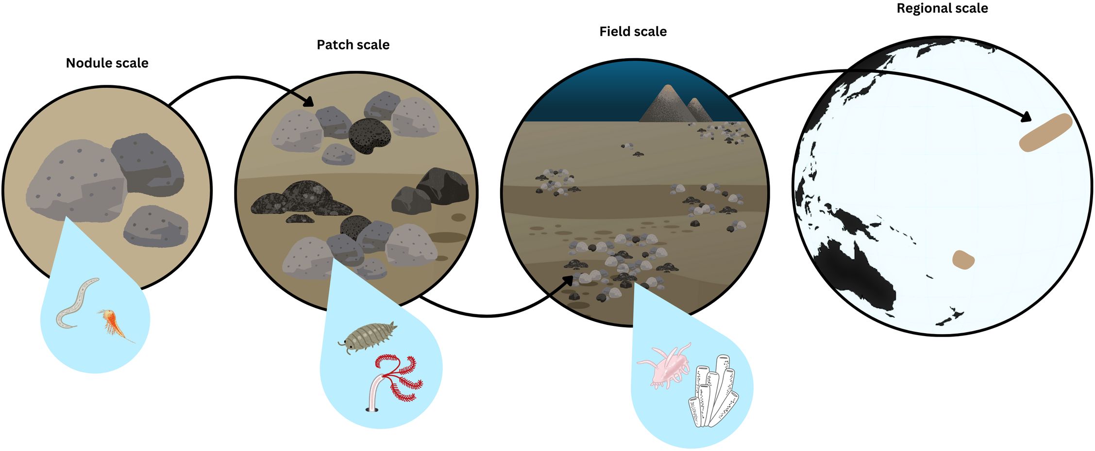 Diagram illustrating habitat heterogeneity at increasing spatial scales from smallest to largest: nodule scale (depicted by three nodules), patch scale (depicted by several scattered groups of nodules), field scale (depicted by several groups of nodule patches across a plateau, with seamounts in the distance), regional scale (depicted by a globe). The first three scales include an inset with a zoomed in view of fauna relevant to the spatial scale. The nodule scale shows a nematode and a copepod. The patch scale shows an isopod and a sessile polychaete. The field scale shows a holothuroid and a sponge. The regional scale has no inset, but shows a globe centered on the Pacific Ocean with polymetallic nodule environments marked in the central and southwest Pacific.