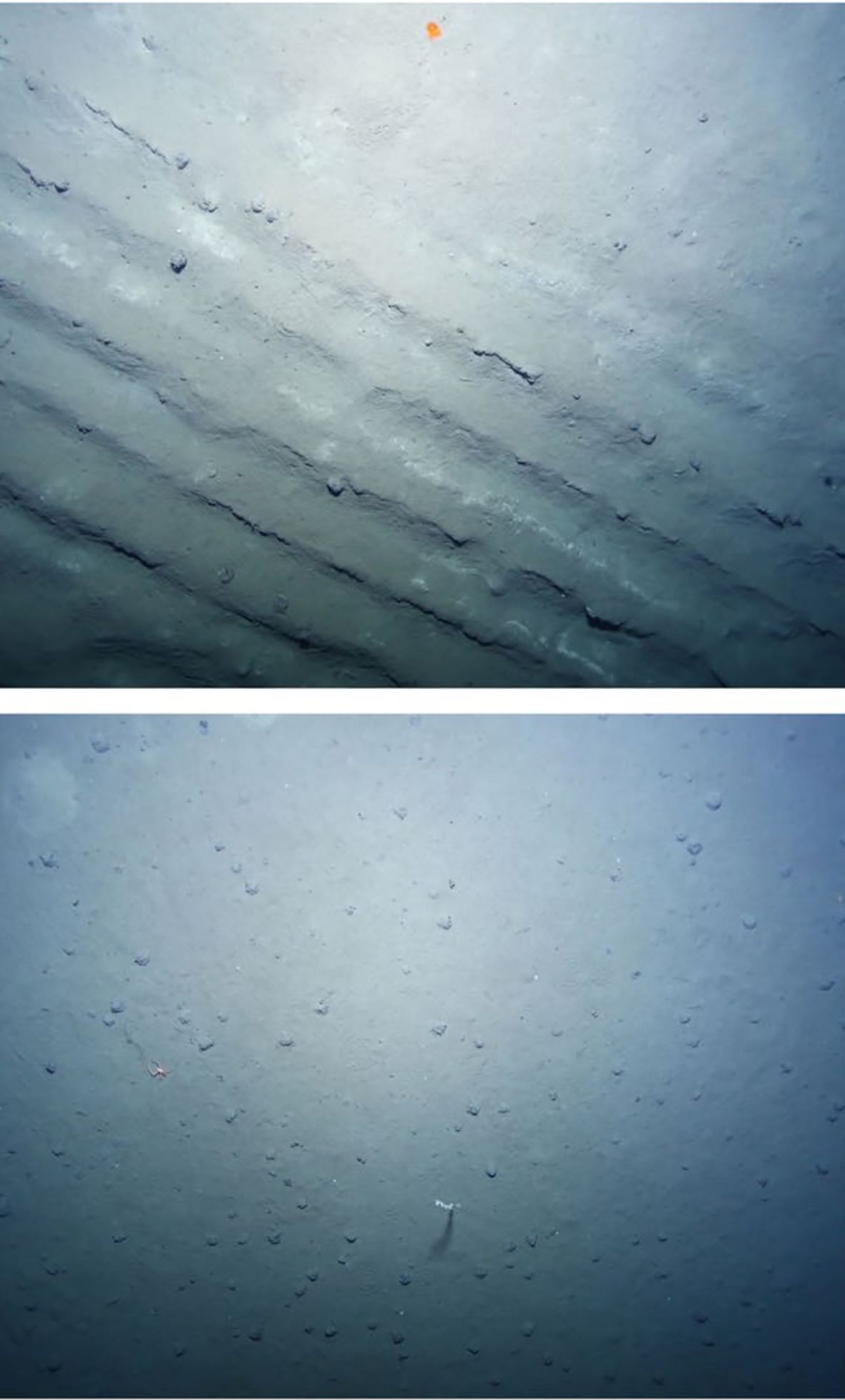 Top image shows the ocean floor with several deep troughs in the sediment (tracks from a disturbance experiment). An orange animal is visible near the top of the image, several meters from the disturbance track. The bottom image depicts and undisturbed seabed with visible nodules and a sponge.