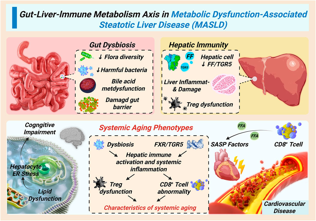 Systemic propagation of the hepatic cycle through the gut–liver–immune axis. Gut dysbiosis reduces bile-salt–transforming microbes and impairs FXR/TGR5 signaling, weakening barrier integrity and increasing permeability; lipopolysaccharide (LPS) and other pathogen-/microbe-associated molecular patterns (PAMPs/MAMPs) reach the liver via the portal vein and activate Kupffer cells, sustaining inflammation and fibrogenesis. Circulating senescence-associated secretory phenotype (SASP) factors propagate extrahepatic aging phenotypes, including endothelial dysfunction/atherosclerosis, neuroinflammation, insulin resistance, and sarcopenia, thereby reinforcing liver injury in a bidirectional loop.