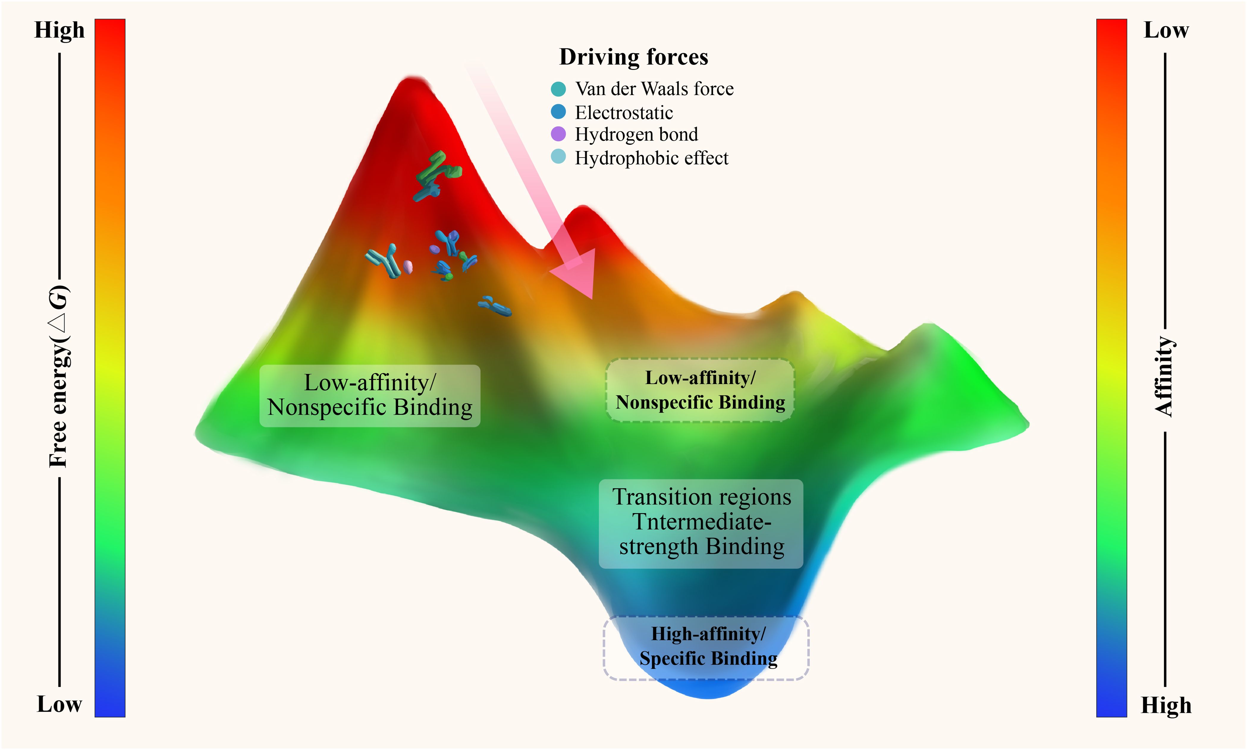 Diagram of binding affinity landscape, featuring a colorful 3D surface. Vertical bars indicate free energy and affinity, with labels for low-affinity/nonspecific binding, transition regions, and high-affinity/specific binding. Driving forces include van der Waals, electrostatic, hydrogen bond, and hydrophobic effects.