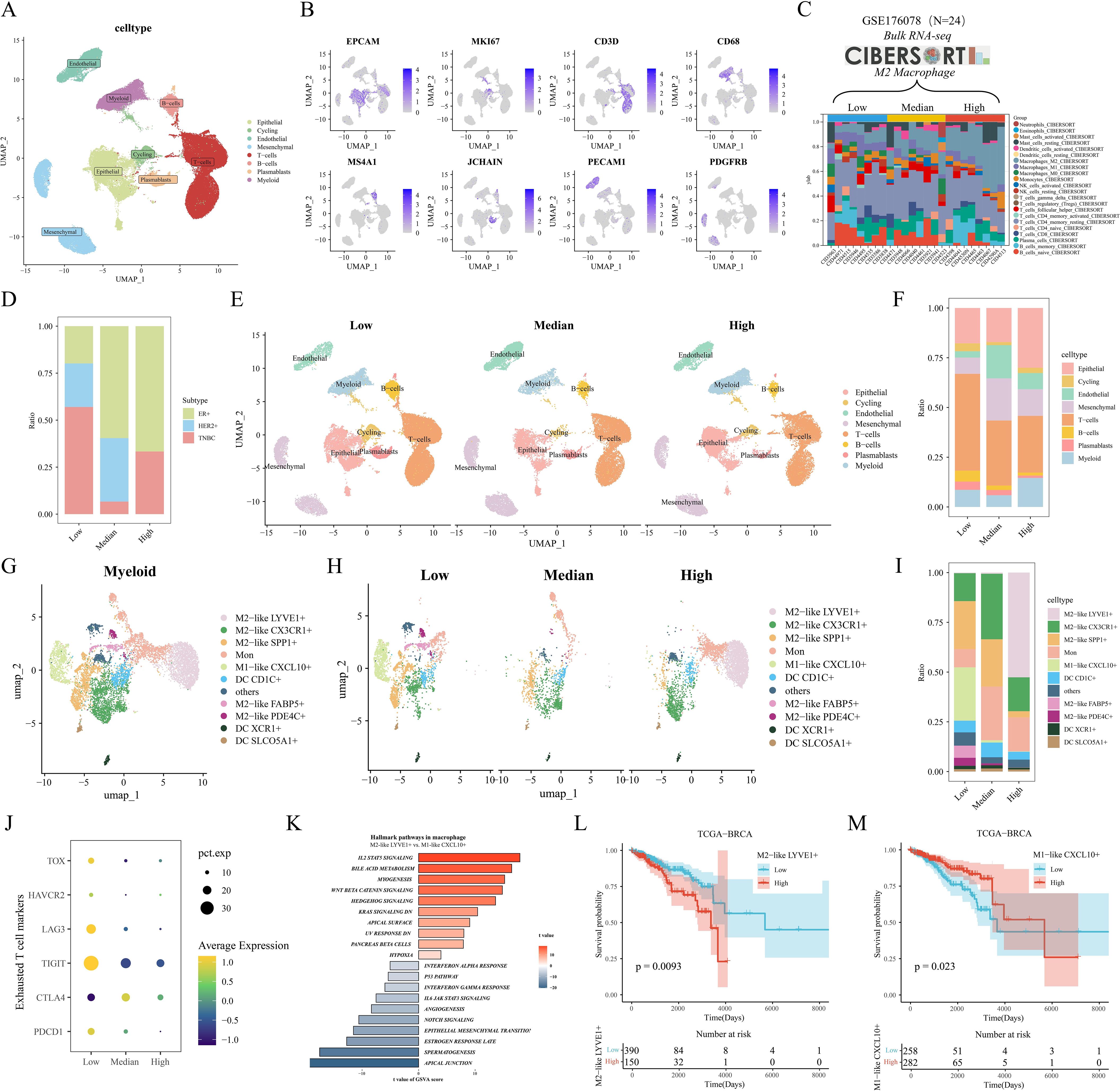 A multi-panel figure depicting various analyses related to cell types and gene expression in cancer research. Panel A shows a UMAP plot of cell types. Panel B presents individual gene expression UMAP plots. Panel C includes a heatmap of CIBERSORT results for M2 macrophages. Panel D is a stacked bar chart of subtype ratios. Panel E shows UMAP plots for low, median, and high expression levels. Panel F is a stacked bar chart of cell type distributions. Panel G and H show UMAP plots of myeloid cells. Panel I is a stacked bar chart for specific cell types. Panel J features a bubble plot of gene expression levels. Panel K displays a bar chart of enriched pathways in macrophages. Panels L and M present Kaplan-Meier survival plots for different gene expressions in breast cancer.