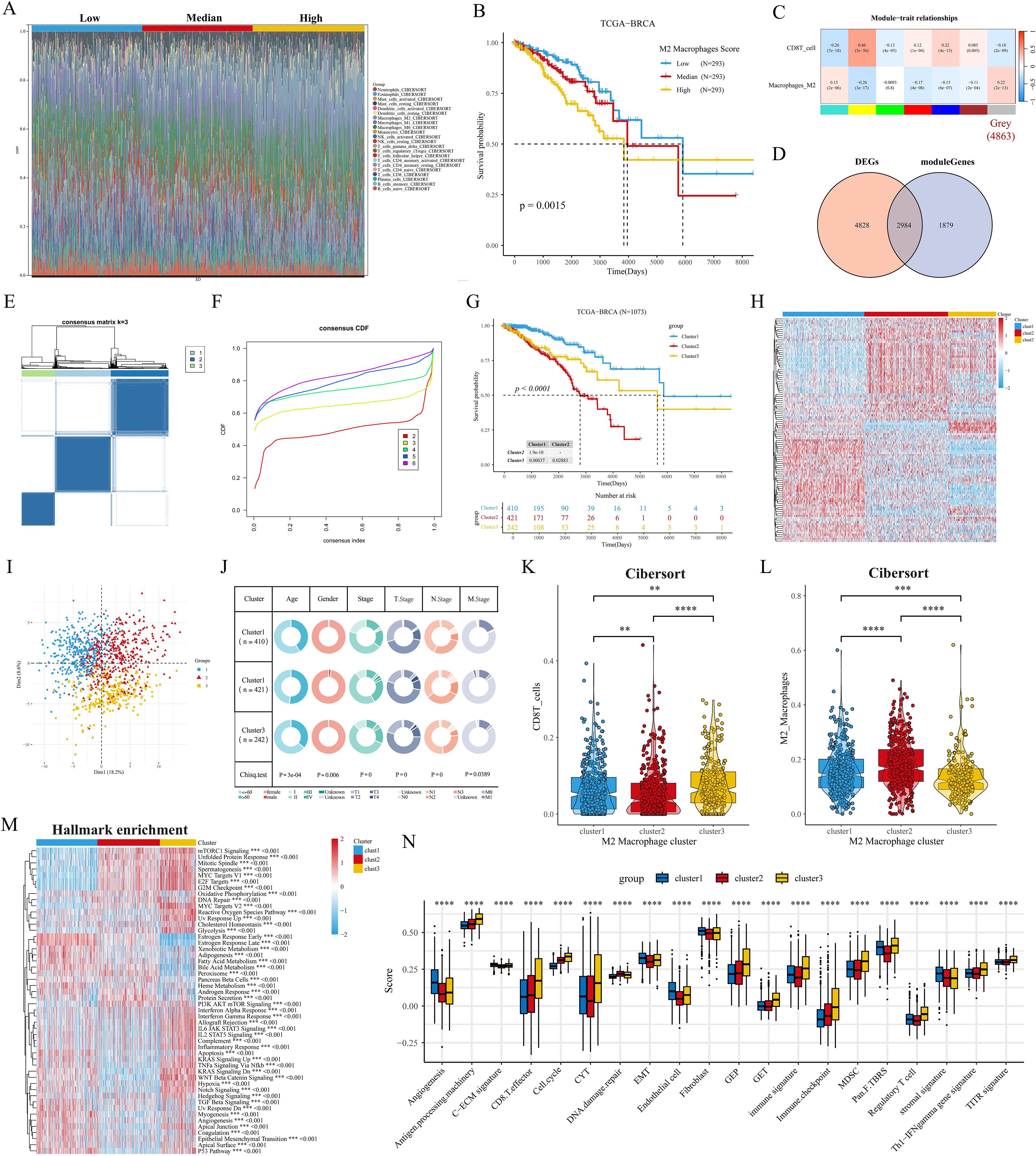 A composite image featuring multiple scientific data visualizations: A) Heatmap showing expression levels categorized as low, median, and high. B) Kaplan-Meier survival curves for different macrophage scores in breast cancer with a significance level of p = 0.0015. C) Module-trait relationships heatmap. D) Venn diagram of differentially expressed genes. E) Consensus matrix heatmap. F) Consensus CDF plot. G) Kaplan-Meier curves for clusters in TCGA-BRCA dataset with p < 0.0001. H) Clustered heatmap. I) T-SNE plot of clusters. J) Donut charts showing cluster associations with clinical features. K, L) Cibersort analyses box plots for CD8 T cell and M2 macrophage levels across clusters. M) Heatmap for hallmark enrichment. N) Box plots of various biological scores across clusters with significance denoted by asterisks.
