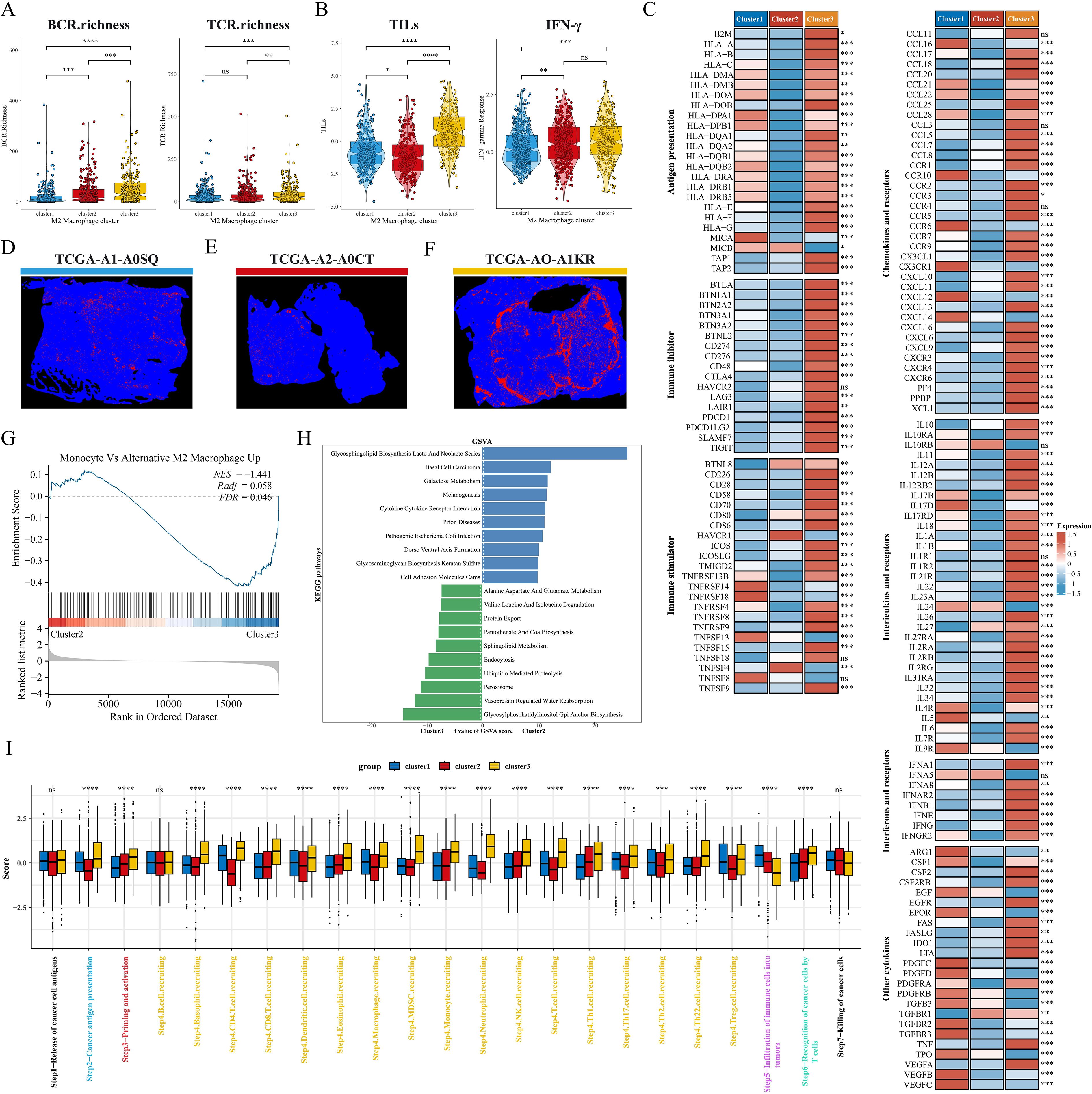 A multi-panel scientific figure presents various analyses. Panels A and B display box plots comparing BCR richness, TCR richness, TILs, and IFN-gamma levels across macrophage clusters. Panel C shows a heat map of gene expression for immune-related pathways. Panels D, E, and F provide microscopic images of tissue samples in blue and red. Panel G features an enrichment plot comparing monocyte and M2 macrophage profiles. Panel H contains bar graphs from Gene Set Variation Analysis (GSVA). Panel I offers multiple box plots comparing scores across different clusters for several pathways.