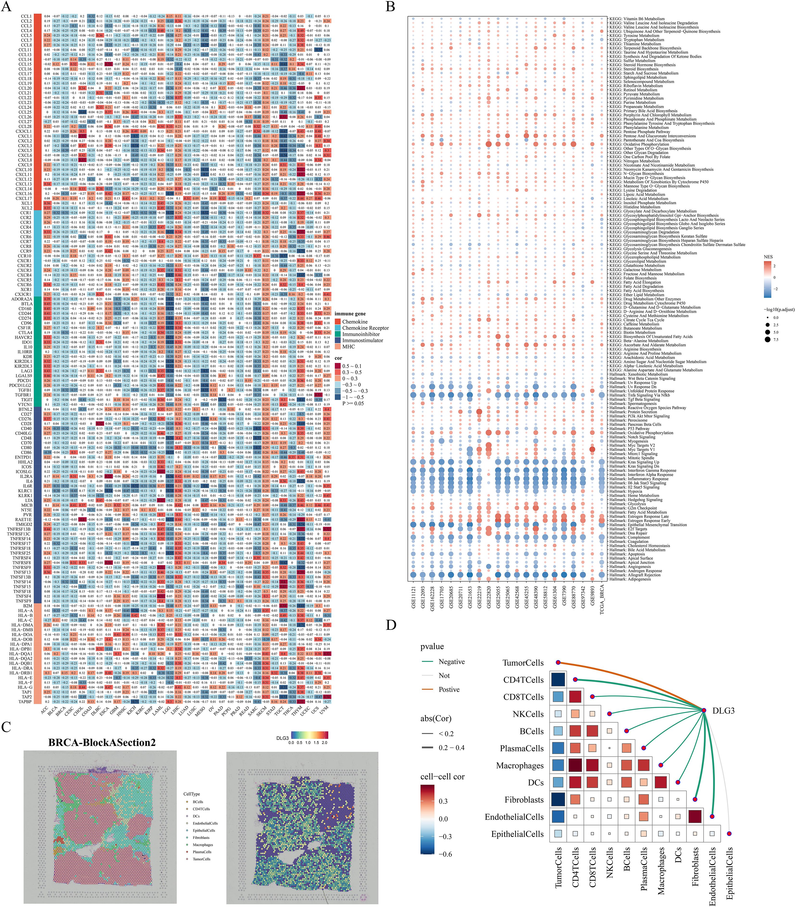 A composite image with four panels representing data visualizations. Panel A shows a heatmap with multicolored cells corresponding to gene expressions. Panel B contains a dot plot with varying dot sizes and colors representing statistical significance and NES. Panel C includes two tissue section images labeled “BRCA-BlockASection2,” depicting various cell types. Panel D is a network plot illustrating correlations between cell types with colored lines indicating positive or negative correlations and a matrix indicating cell-cell correlations.